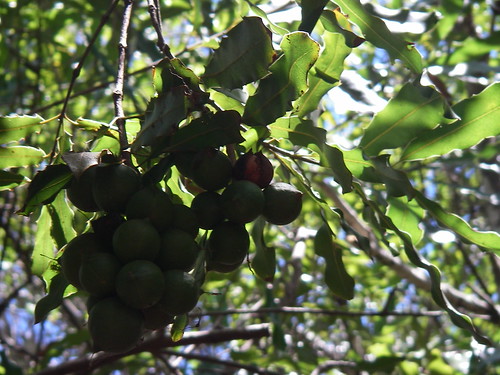 Macadamia Nuts