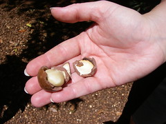 Freshly cracked macadamia nut