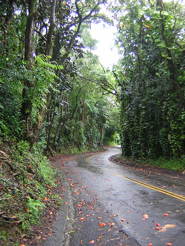 Along the Hamakua Coast