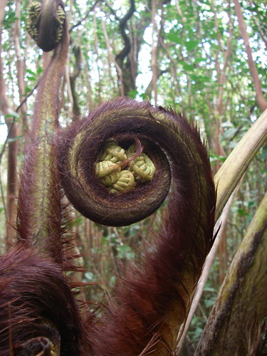 Hapuu Coiled Fern Fronds