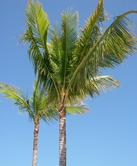 Palm Trees and Beautiful Blue Sky