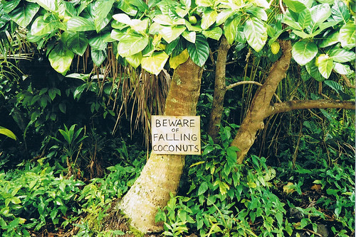 Beware of Falling Coconuts