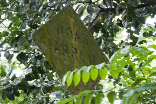 Road Narrows Sign covered in Moss