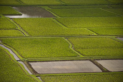 Taro Fields of Hanalei Valley