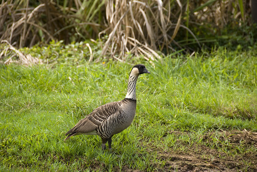 Nene in Kauai North Shore