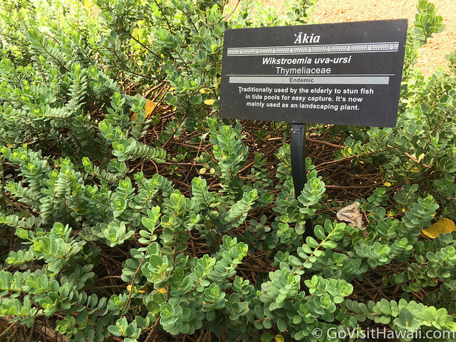 An example of a native plant and its use in Hawaiian culture.