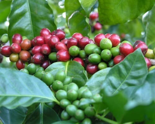 Coffee cherries on the plant