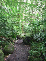 Manoa Falls Trail