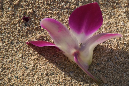 Orchid in the Sand