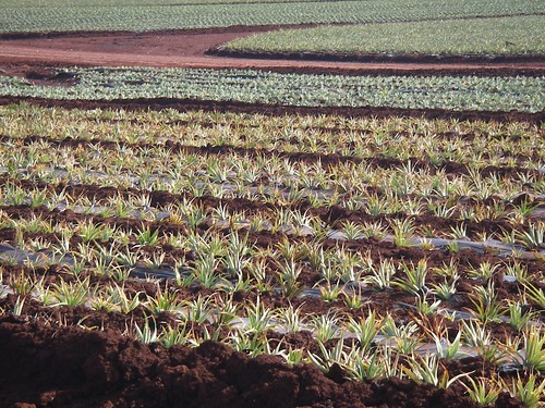 Oahu Pineapple Field