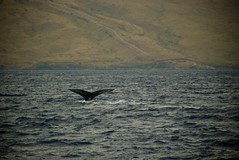 Humpback Whale Tail