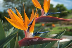 Birds of Paradise at Punchbowl