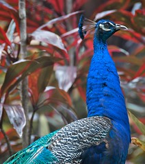 Peacock