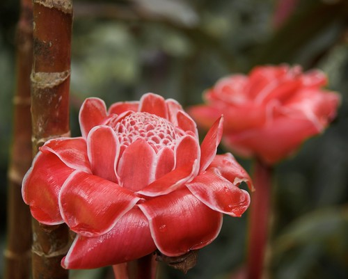 Torch Ginger