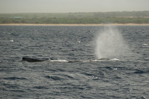 Maui-2009 190