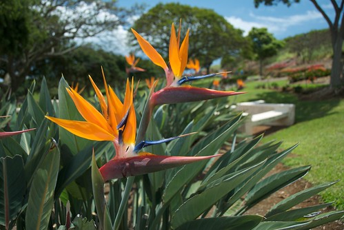 Birds of Paradise at Punchbowl