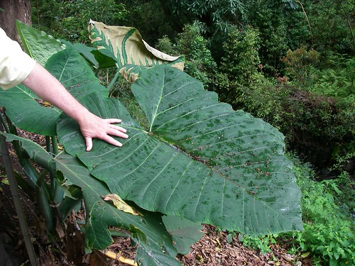 Big leaf!