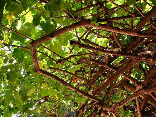 looking up in the Hau Tree Lanai restaurant