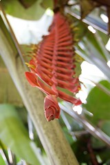 Heliconia