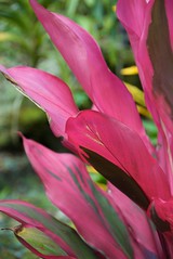 Tropical foliage at Hawaii Tropical Botanical Garden on the Big Island