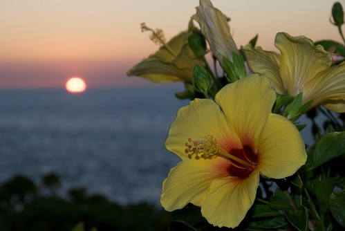 Yellow Hibiscus at a Kohala Coast sunset