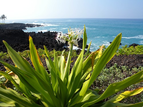 Kohala Coast