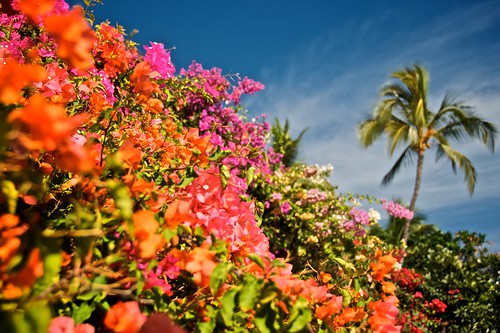 Bougainvillea at Four Season Lanai at Manele Bay