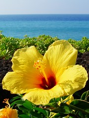 Hibiscus