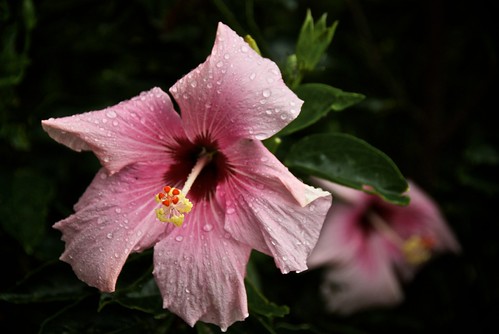 Hibiscus