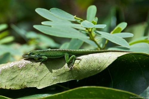 Gecko (?) from the Kalalau Trail