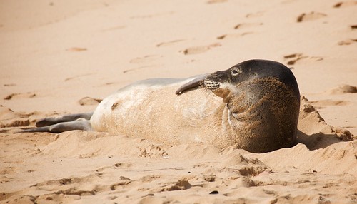 Hawaiian Monk Seal on Poipu Beach