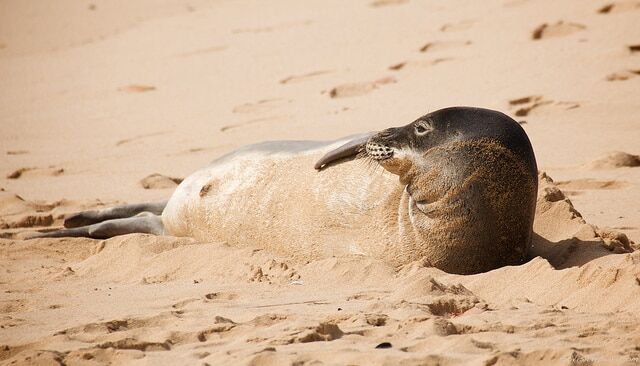 Hawaiian Monk Seal