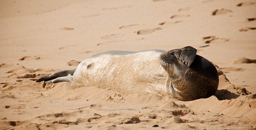 Hawaiian Monk Seal