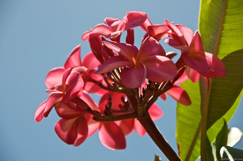 Pink Plumeria