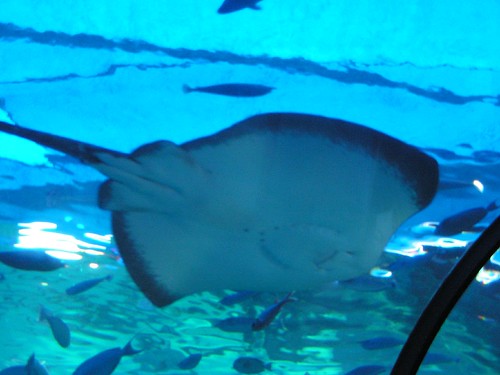 Stingray at Maui Ocean Center