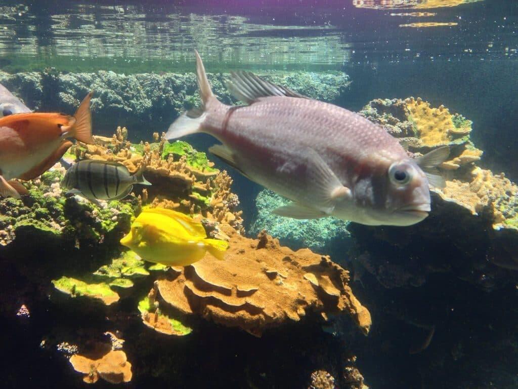 One of the many salt water tanks at Maui Ocean Center