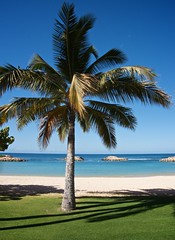 Ko Olina Palm