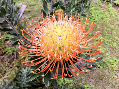 Protea bloom