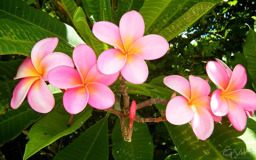 Pink Plumeria