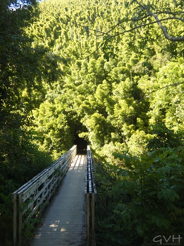 Crossing to the bamboo forest