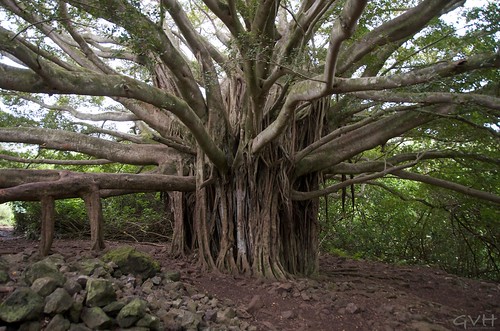 Banyan Tree on Pipiwai Trail