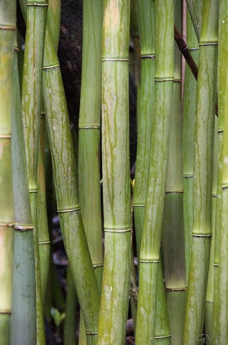 bamboo