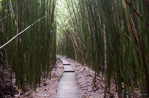 bamboo forest of pipiwai trail