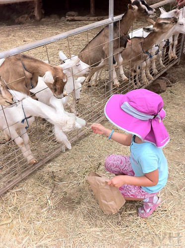 Snack time at Surfing Goat Dairy