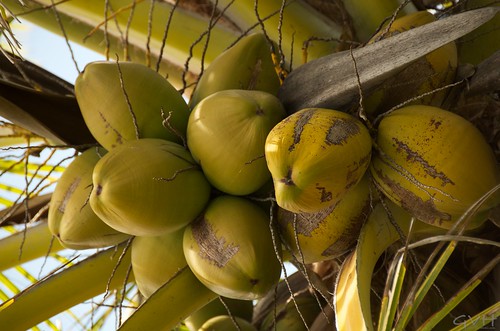 Coconuts