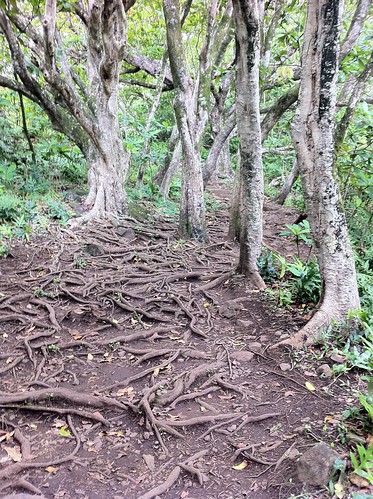 Roots on the pipiwai trail