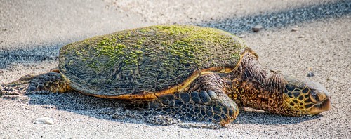 Honu refuge