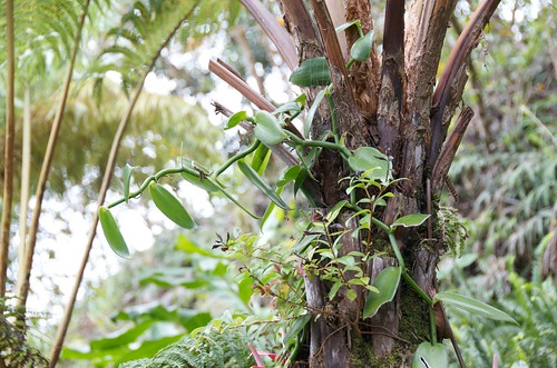 Vanilla (orchid) growing on a hapuu fern