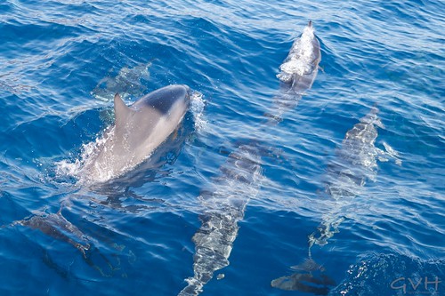 Dolphins off Lana'i