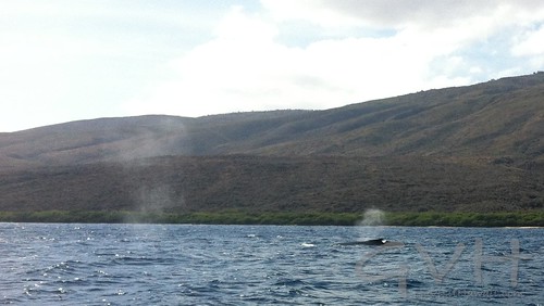 Humpback whale spouts (exhaling) off the coast of Lanai